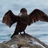 Kormoran australsky - Phalacrocorax sulcirostris - Little Black Cormorant 7217